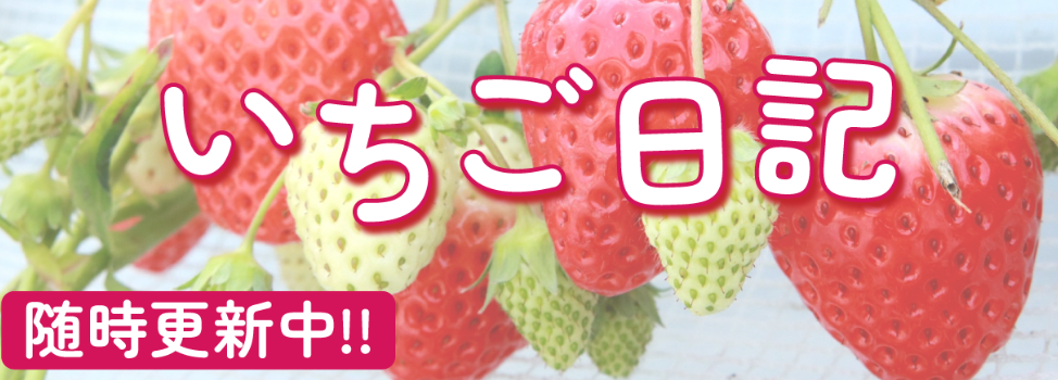 商品詳細 | Club TOHOGAS